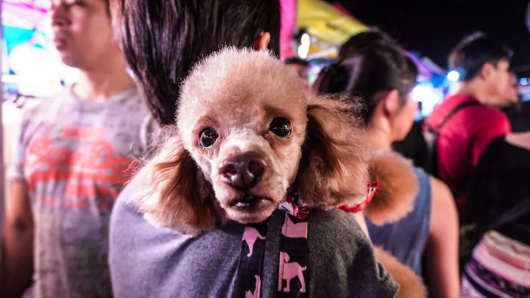 Más sobre Cachorros
