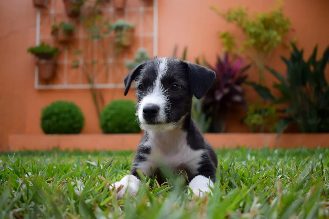 Más sobre Cachorros