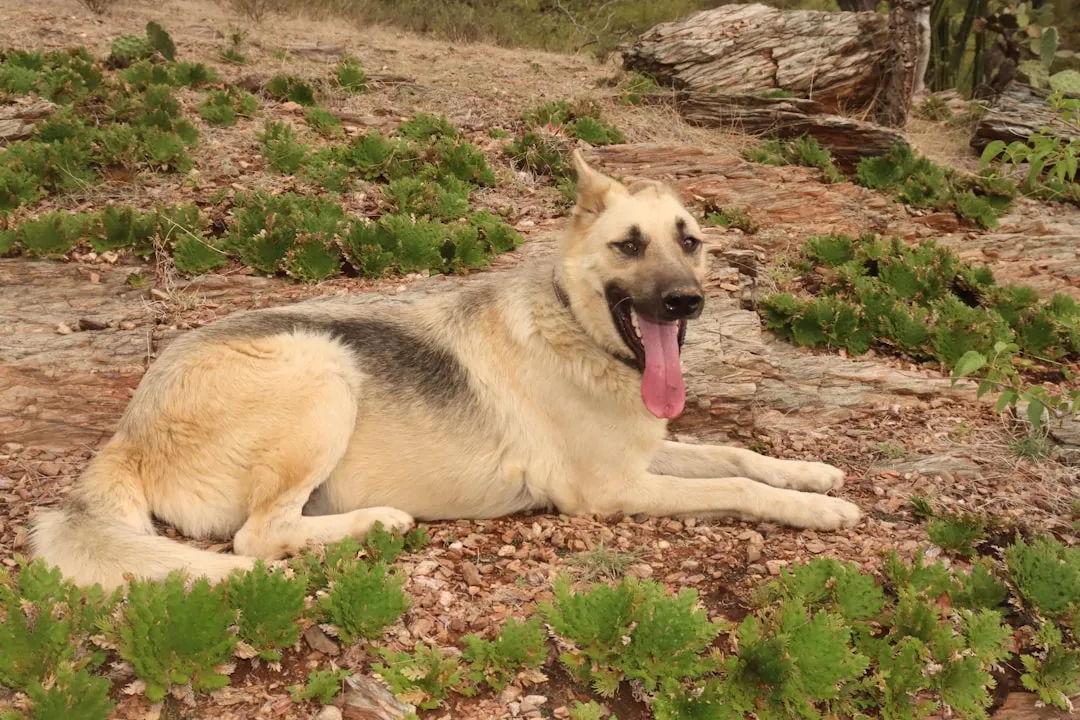 white short coated medium sized dog lying on ground