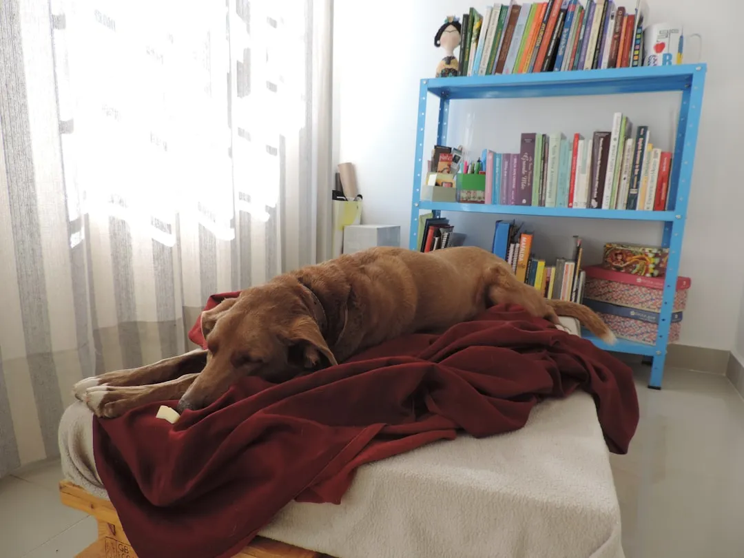 dog lying on bed